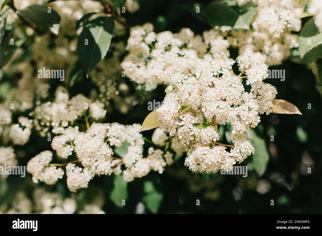 Belle fleur blanche de Fotiniya dans un jardin de printemps. Gros plan. Mise au point sélective. Banque D'Images