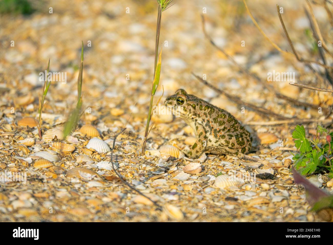 Le crapaud variable (Bufo viridis) chasse les petits insectes dans les dunes des steppes. Arabatskaya strelka. Mer d'Azov Banque D'Images
