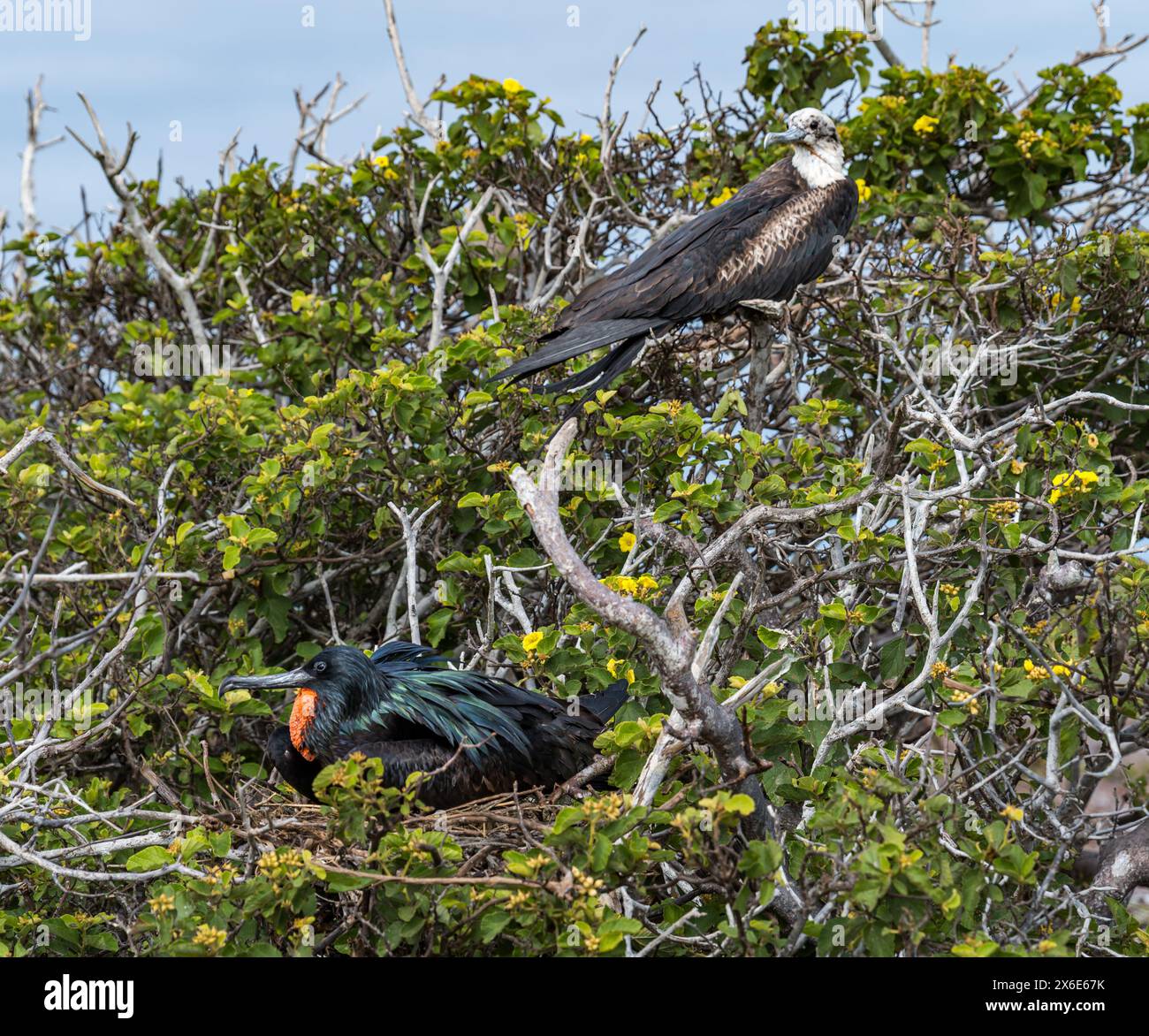 Île de Genovesa, îles Galapagos, 14 mai 2024. Les touristes reviennent sur l'île après la fermeture de la grippe aviaire : l'île a été fermée en octobre 2023 mais les oiseaux sont en bonne santé. Sur la photo : un frigatebird mâle avec son hochet rouge distinctif (qui est gonflé en forme de coeur pour attirer les femelles) assis sur un nid avec un juvénile derrière. Crédit : Sally Anderson/Alamy Live News Banque D'Images