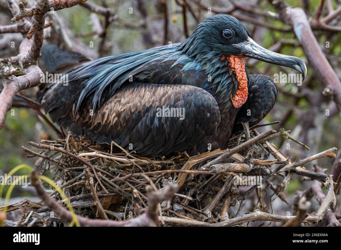 Île de Genovesa, Galapagos, 14 mai 2024. Les touristes reviennent sur l'île après la fermeture de la grippe aviaire : l'île a été fermée en octobre 2023 mais les oiseaux sont en bonne santé. Sur la photo : une frégate mâle avec son hochet rouge distinctif (qui est soufflée en forme de coeur pour attirer les femelles) assis sur un nid. Crédit : Sally Anderson/Alamy Live News Banque D'Images