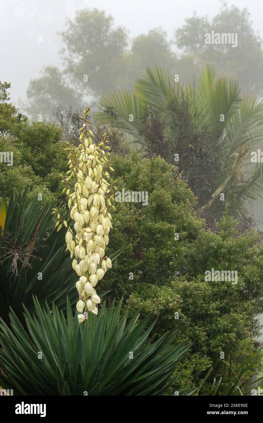Le yucca du poignard espagnol fleurit à sublime point Outlook au sud de Sydney, Australie, Nouvelle-Galles du Sud. Banque D'Images
