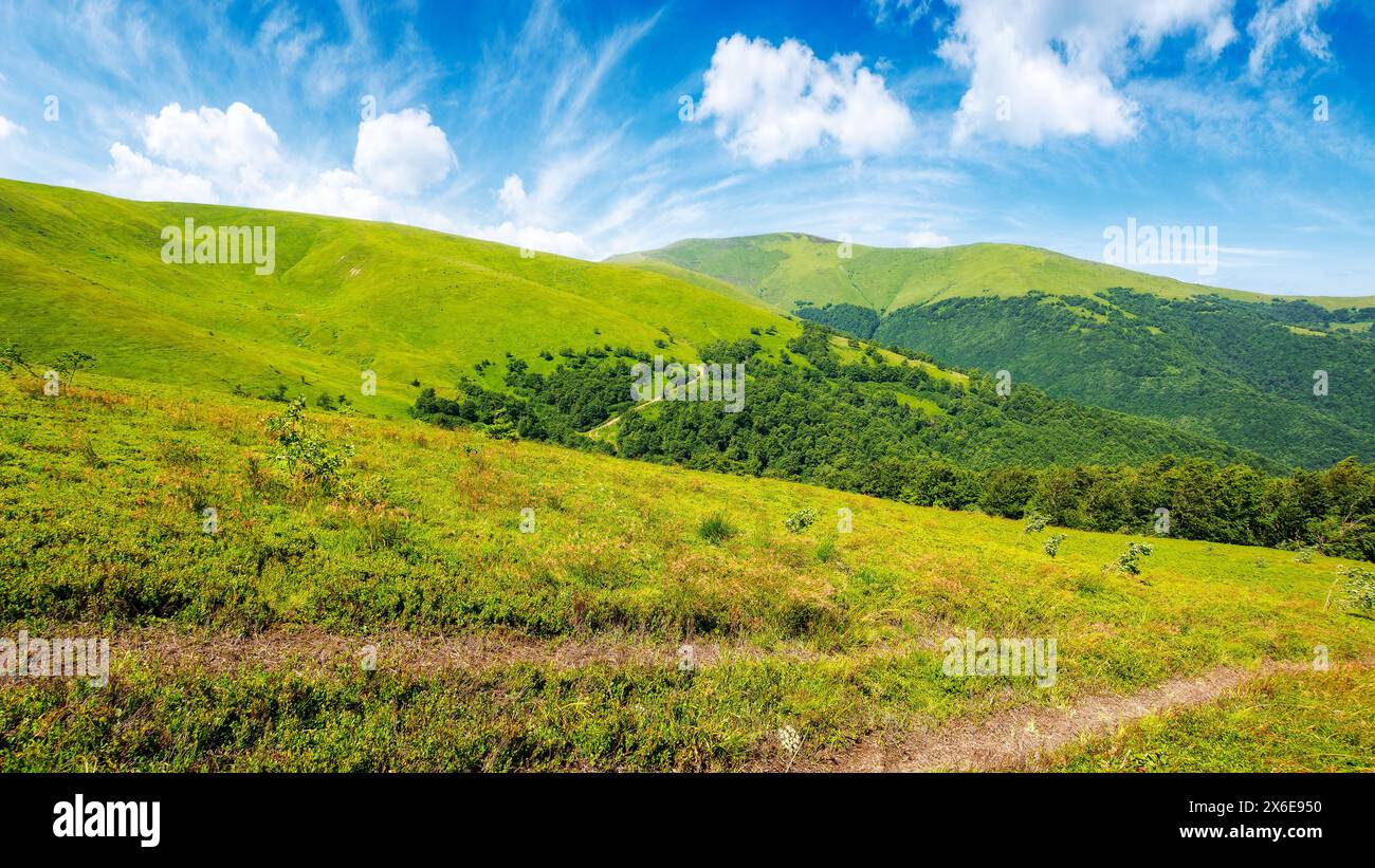 paysage montagneux des carpates de l'ukraine en été. paysage naturel de prairie alpine herbeuse à flanc de colline par une journée ensoleillée. mnt. velykyy verkh dans la distance Banque D'Images