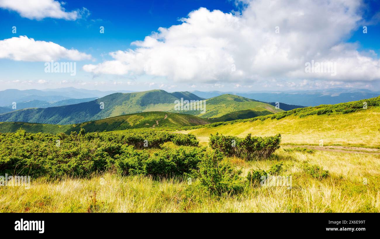 paysage naturel vallonné avec prairie herbeuse alpine de crête de chornohora sur une journée ensoleillée. paysage de montagne des carpates de l'ukraine en été. populaire trave Banque D'Images