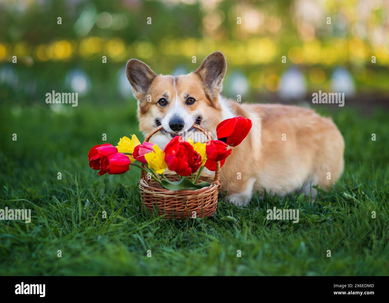 chien corgi mignon tenant un panier de tulipes dans ses dents dans le jardin de printemps Banque D'Images