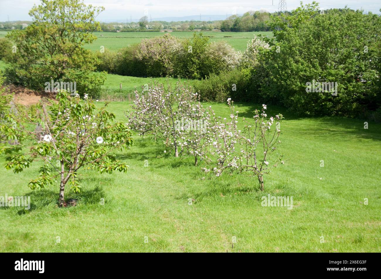 Paysage rural, Preston, Lancashire, Royaume-Uni. Champs, arbres, arbres fruitiers ; verger ; coutnryside; végétation verte ; herbe verte; Banque D'Images