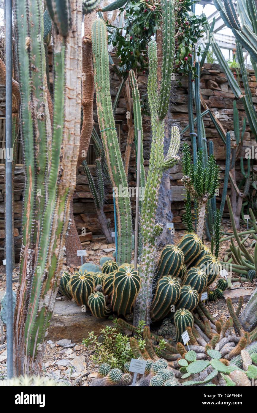 Mammillaria compressa, trichocereus et autres cactus dans le jardin botanique dans les serres. Banque D'Images