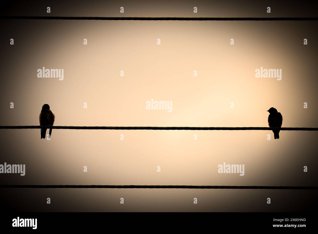 Photo en noir et blanc de deux oiseaux sur un câble lumineux, où l'un d'eux regarde l'autre après la pluie. Banque D'Images