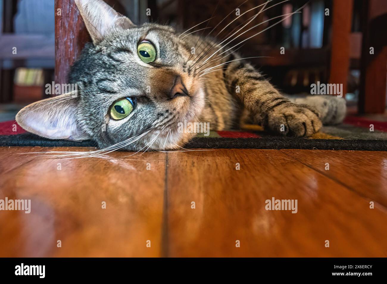 Ollie le chat tigre tabby Banque D'Images