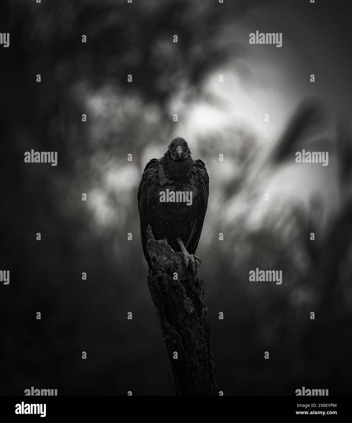 Photo en noir et blanc d'un vautour debout sur une bûche de bois pendant un orage. Banque D'Images