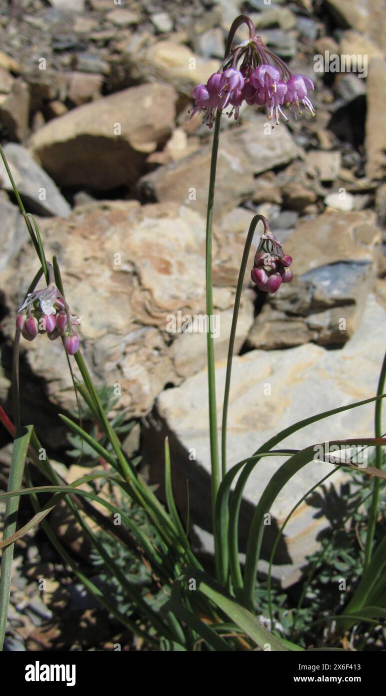 Hochage oignon (Allium cernuum) fleur sauvage violette dans le parc national de Glaicer, Montana Banque D'Images