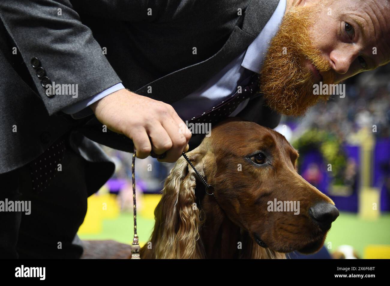 New York, États-Unis. 14 mai 2024. Un Setter irlandais nommé 'Boo' participe à une compétition de groupe sportif lors de la 148e exposition canine du Westminster Kennel Club au centre national de tennis USTA Billie Jean King à Flushing Meadows-Corona Park, Queens, New York, le 14 mai 2024. (Photo par Anthony Behar/Sipa USA) crédit : Sipa USA/Alamy Live News Banque D'Images