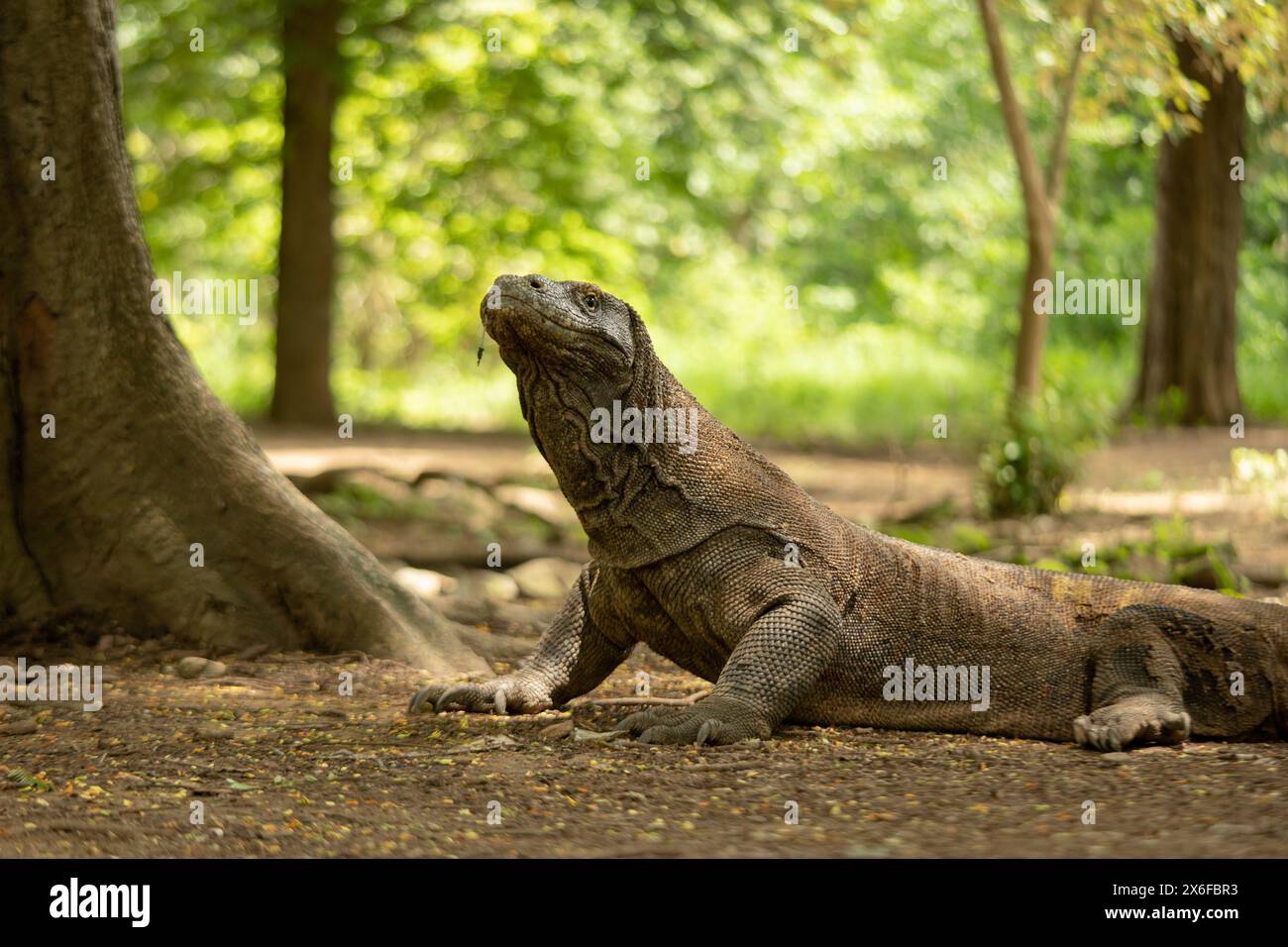 Komodo est un animal endémique de l'Indonésie et est la plus grande espèce de lézard Banque D'Images