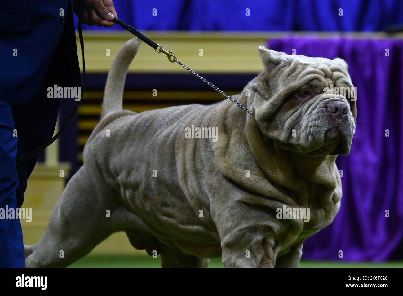 New York, États-Unis. 14 mai 2024. Un mastif napolitain nommé «Leone» participe au Groupe de travail lors de la 148e exposition canine du Westminster Kennel Club au Centre national de tennis USTA Billie Jean King à Flushing Meadows-Corona Park, Queens, New York, le 14 mai 2024. (Photo par Anthony Behar/Sipa USA) crédit : Sipa USA/Alamy Live News Banque D'Images