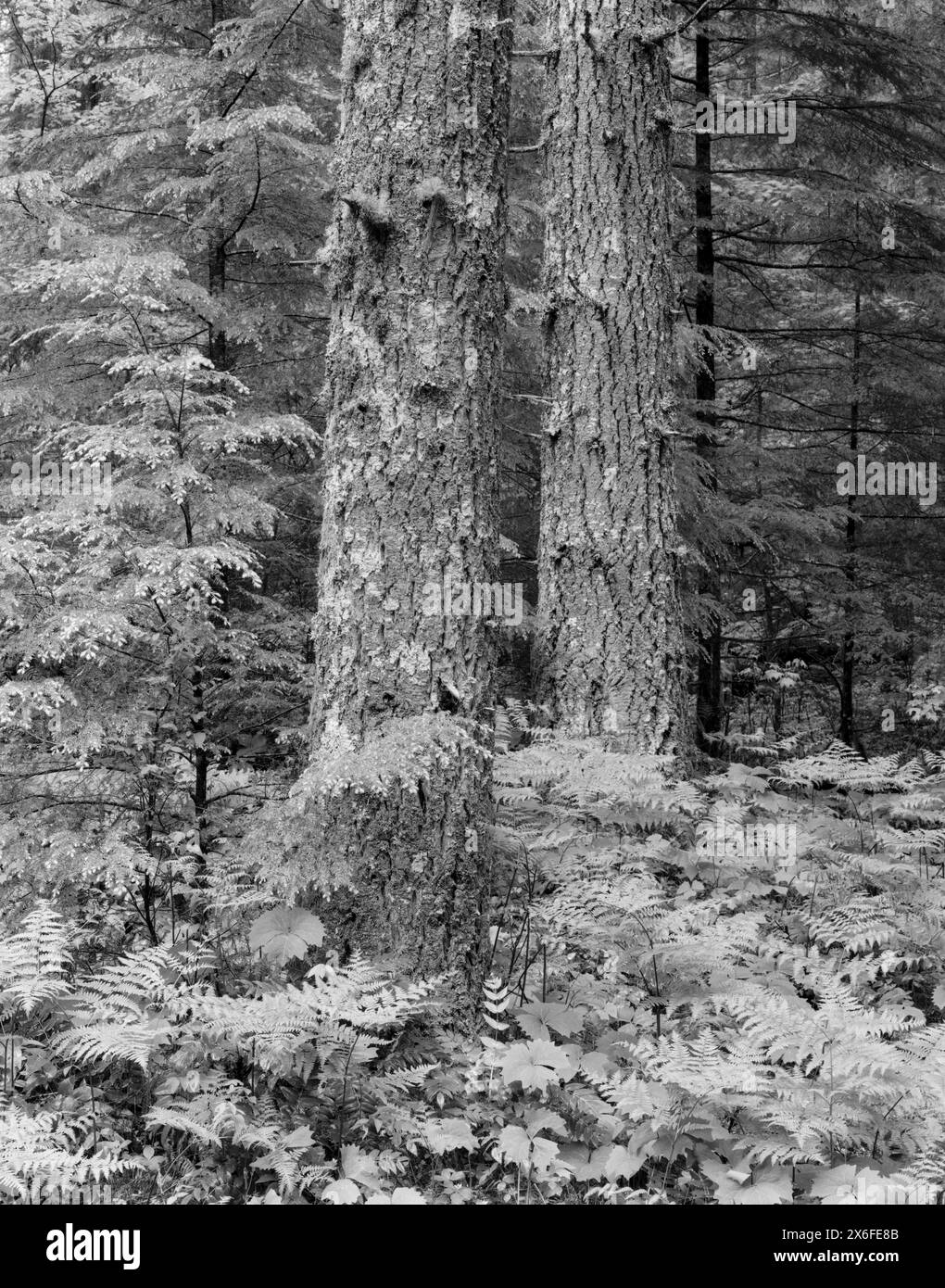BW01821-00....WASHINGTON - forêt mixte dans la vallée de la rivière Lewis, forêt nationale Gifford Pinchot. Ilford Delta 100 avec K.B. Canham 4x5. Exposition 4 M. Banque D'Images
