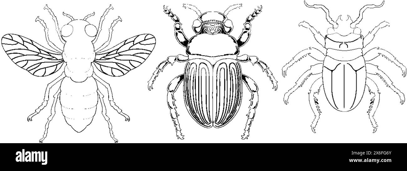 Trois dessins vectoriels détaillés de différents insectes Illustration de Vecteur