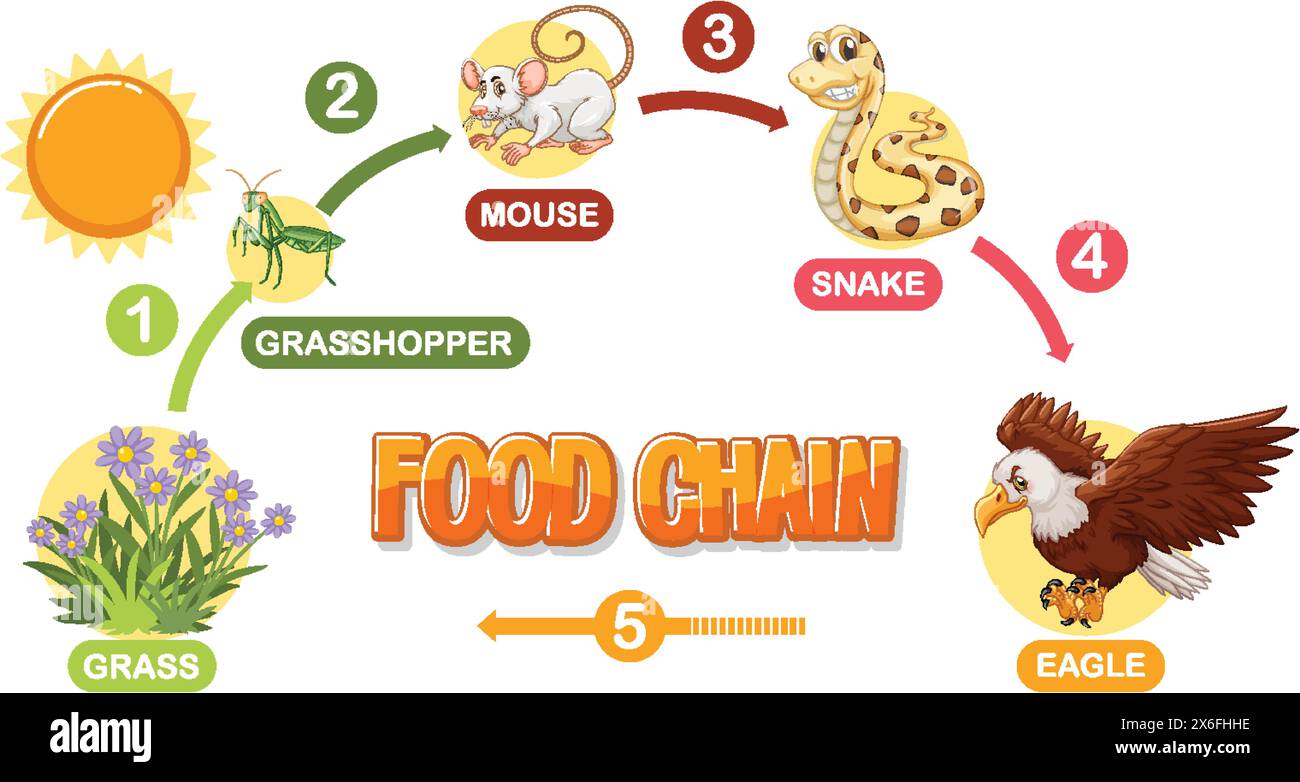 Décrit une séquence simple de la chaîne alimentaire Illustration de Vecteur