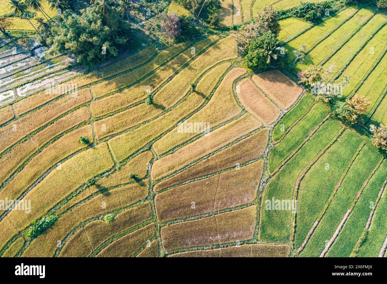 Vue aérienne des rizières en terrasses récoltées en Asie rurale en fin d'après-midi. Philippines, Palawan Banque D'Images