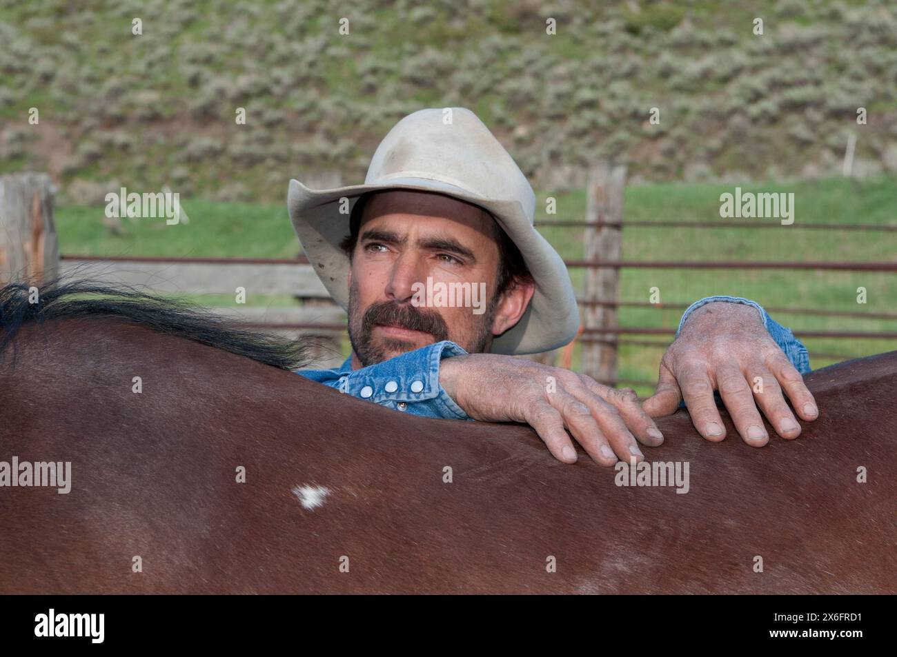 Montana cow-boy avec cheval (MR) Banque D'Images