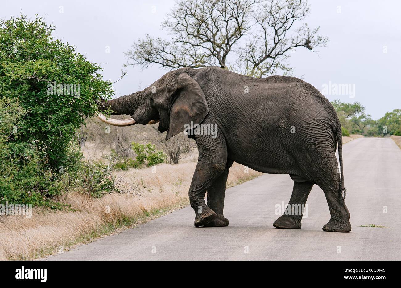 Éléphant traversant la route pavée au milieu du paysage naturel. grandes défenses peau texturée, verdure ciel couvert. Intersection de la faune et de l'env. Humaine Banque D'Images