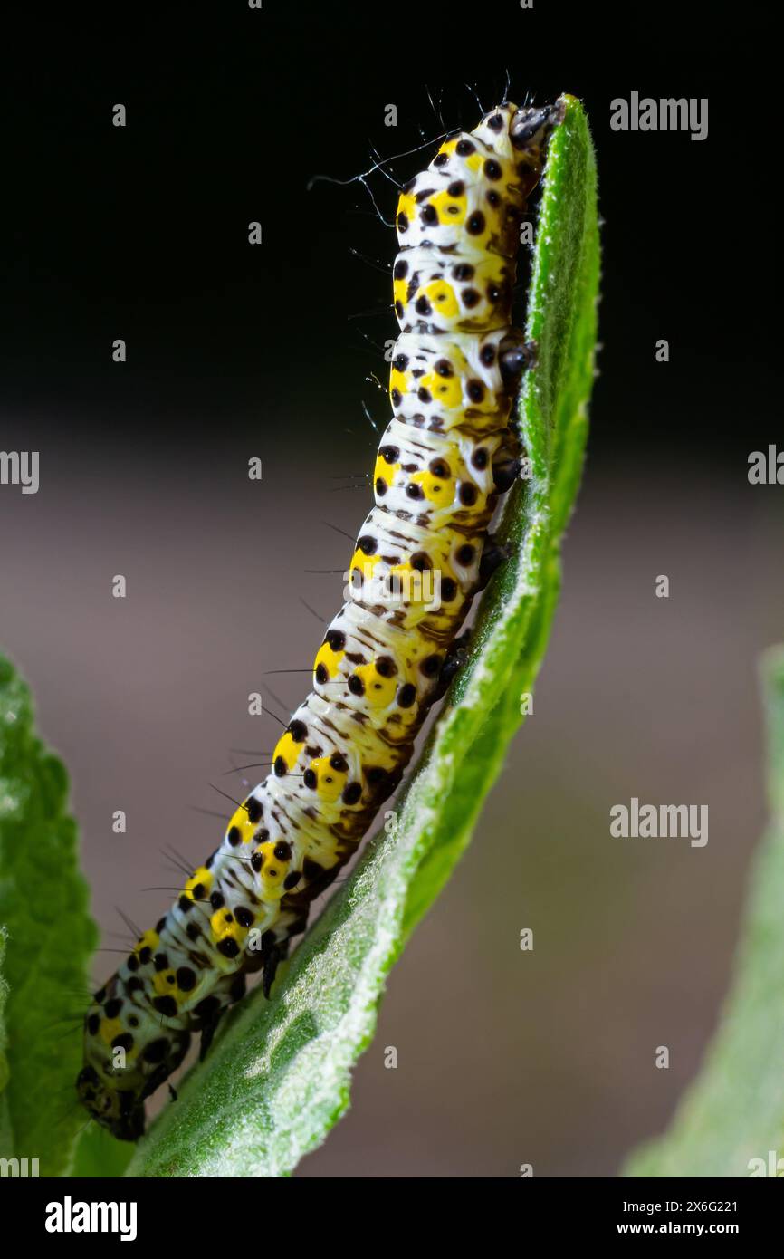 Mullein Cucullia verbasci Caterpillars se nourrissant de feuilles de fleurs de jardin . Banque D'Images