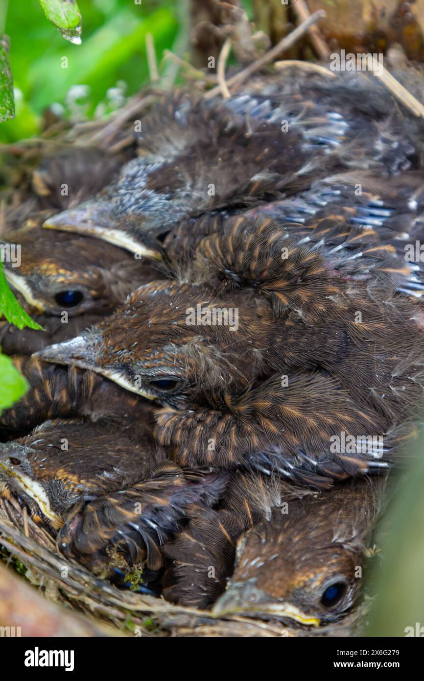 Bébés oiseaux dans le nid oiseaux et muettes brumeuses. Thrushes. Banque D'Images