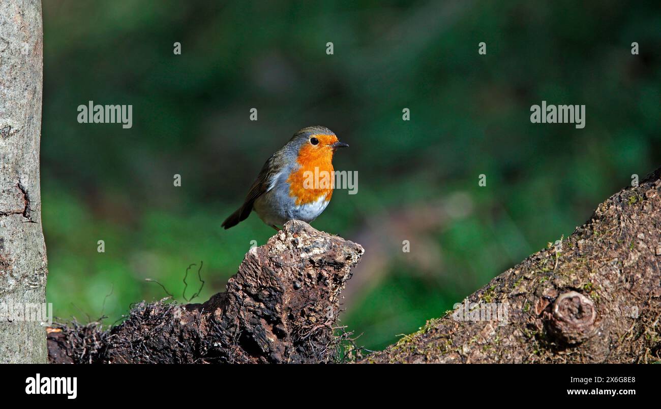 Les voleurs eurasiens dans un cadre boisé Banque D'Images
