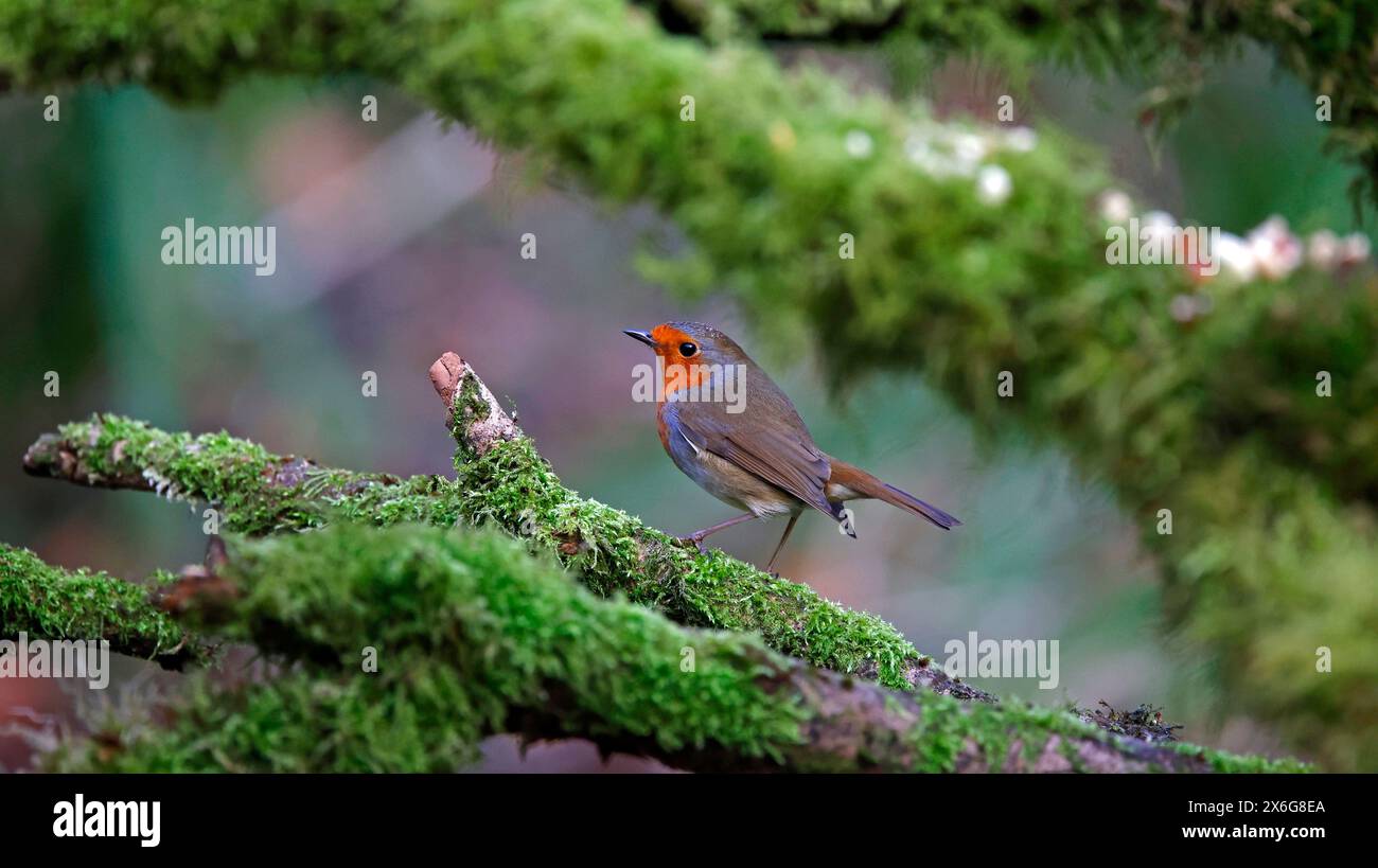 Les voleurs eurasiens dans un cadre boisé Banque D'Images