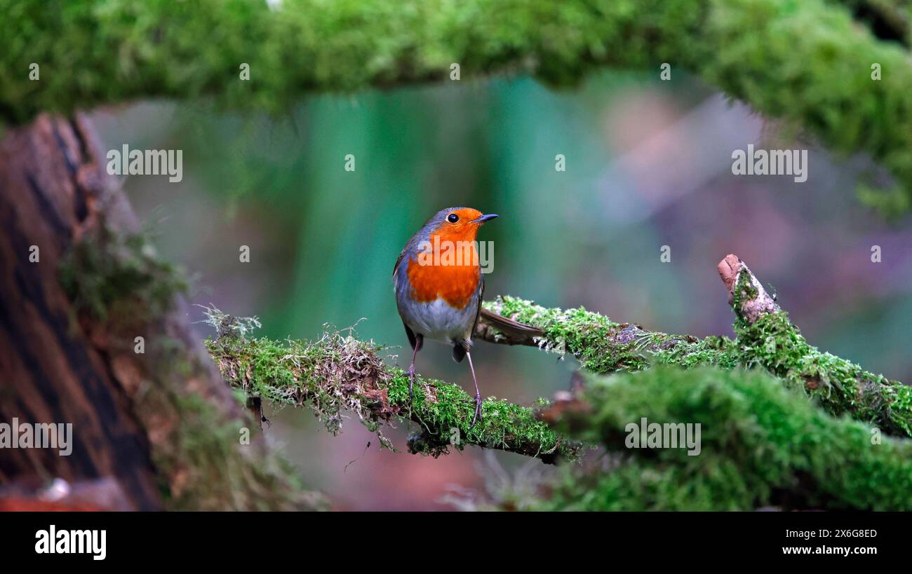 Les voleurs eurasiens dans un cadre boisé Banque D'Images