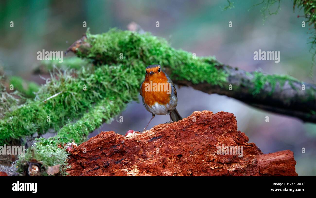 Les voleurs eurasiens dans un cadre boisé Banque D'Images