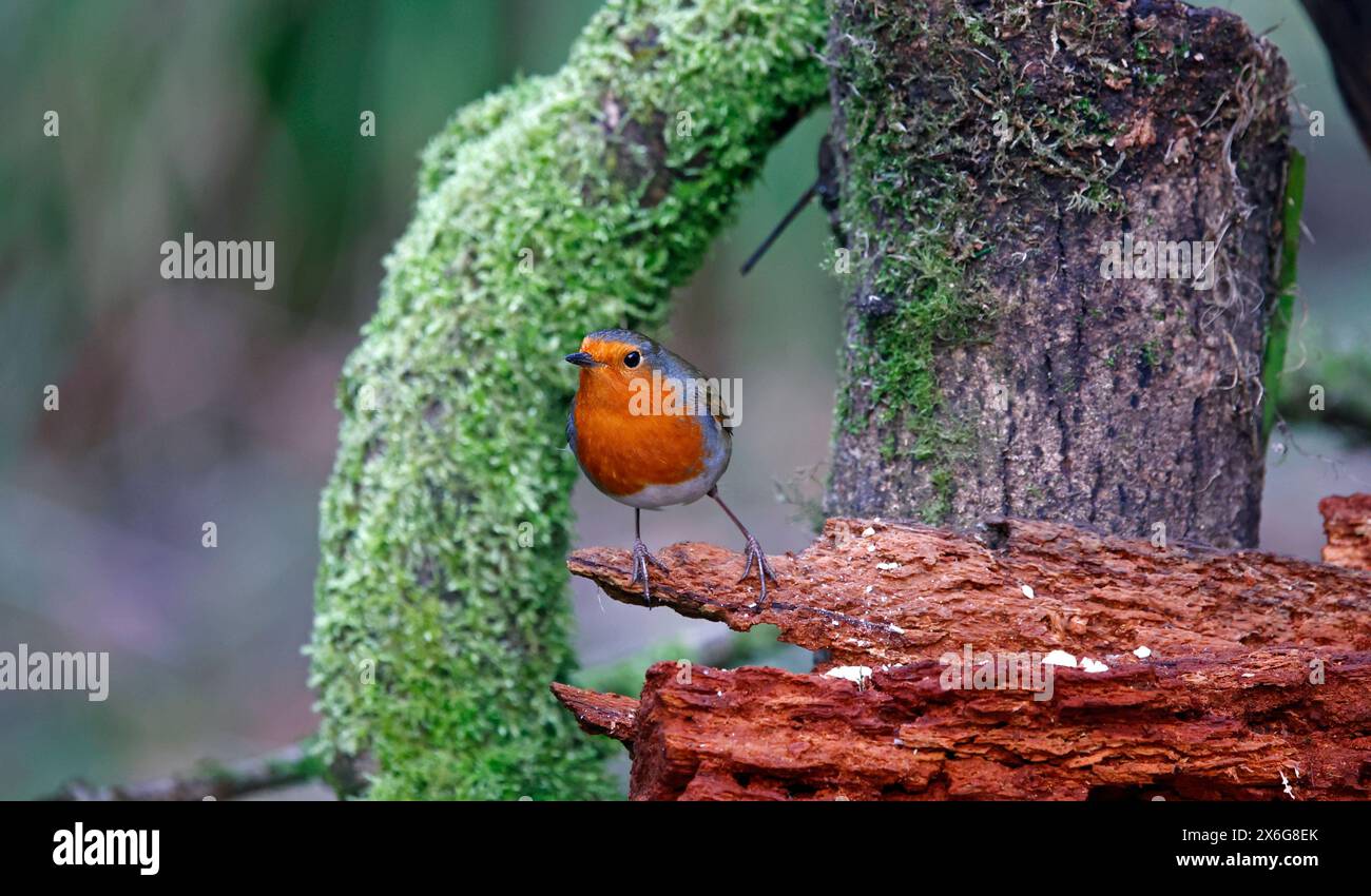 Les voleurs eurasiens dans un cadre boisé Banque D'Images