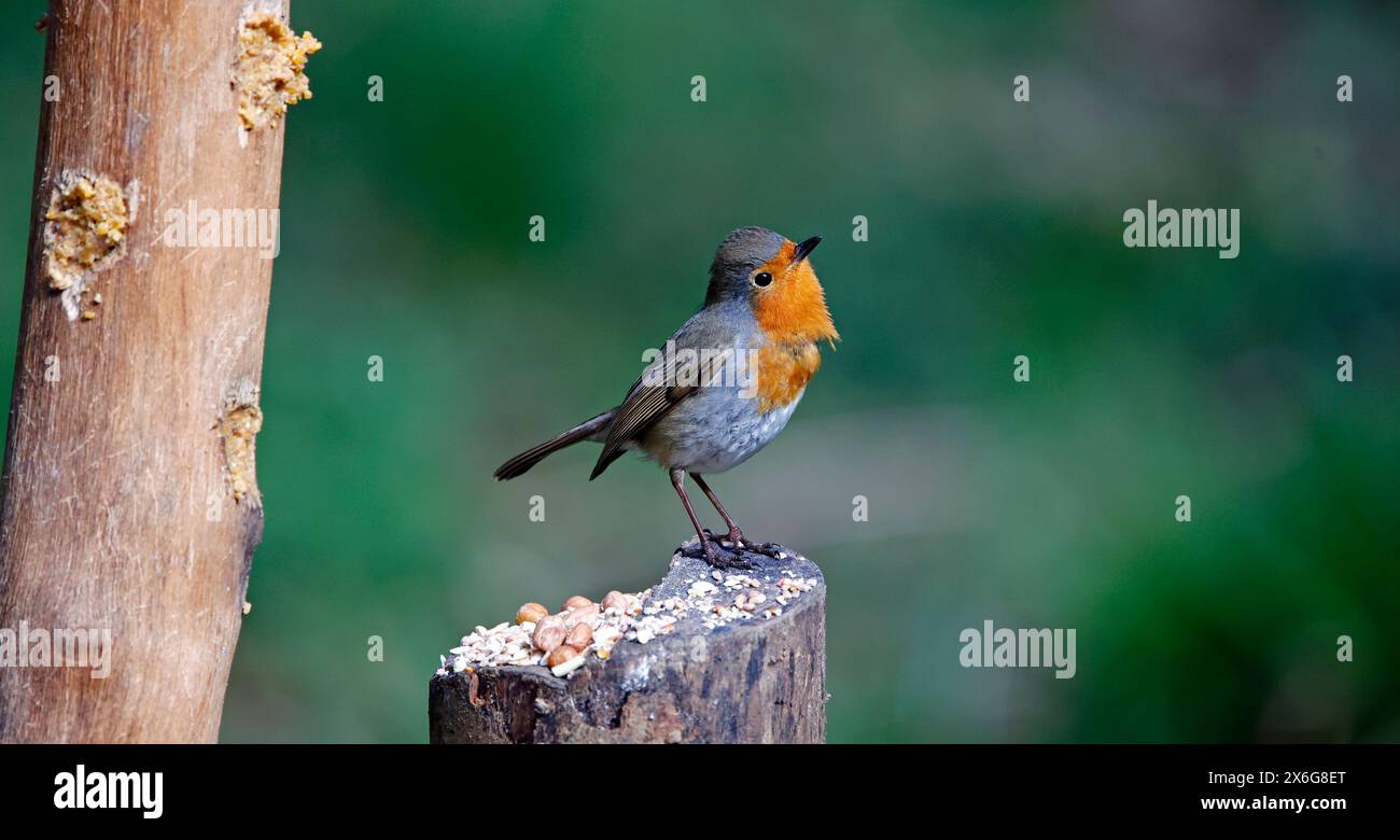 Les voleurs eurasiens dans un cadre boisé Banque D'Images
