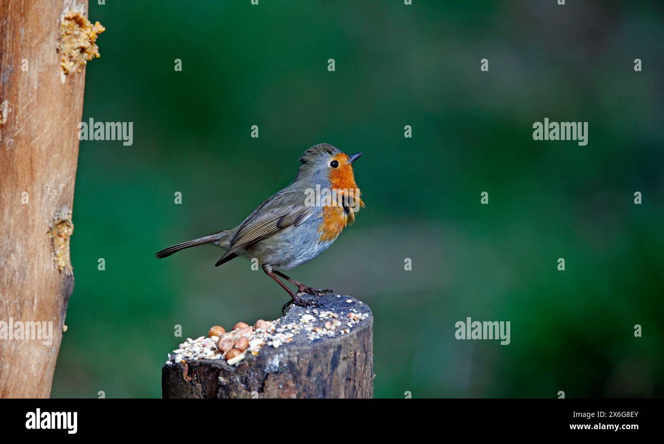 Les voleurs eurasiens dans un cadre boisé Banque D'Images