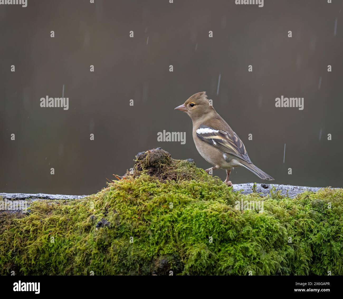 Un chapelet se tenait sur une bûche couverte de mousse chez Dean Masons « Windows on Wildlife » près de Ferndown, Dorset, Angleterre, Royaume-Uni Banque D'Images