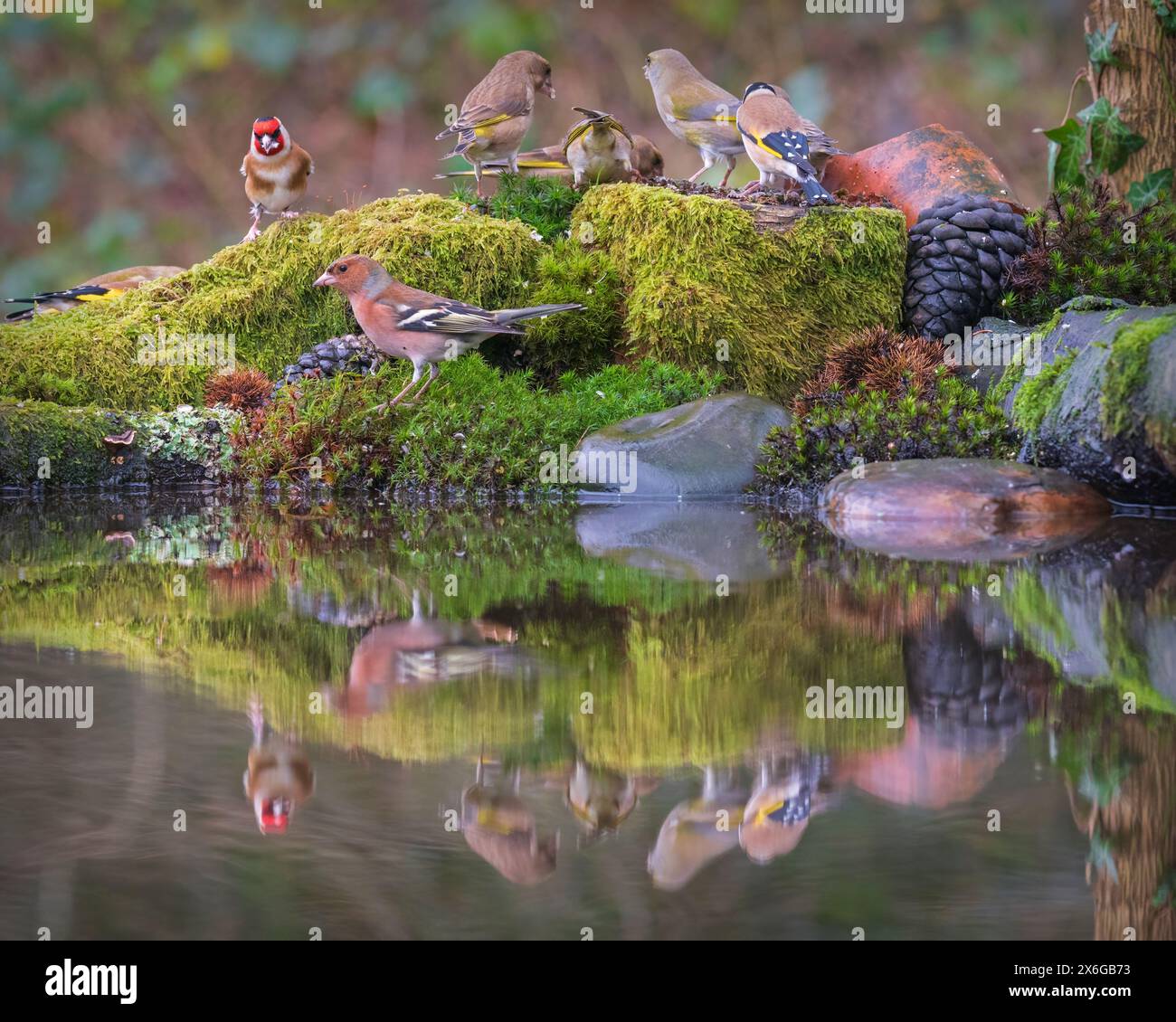 Une variété d'oiseaux de jardin se tenait derrière un bassin de réflexion à Dean Masons «Windows on Wildlife» près de Ferndown, Dorset, Angleterre, Royaume-Uni Banque D'Images