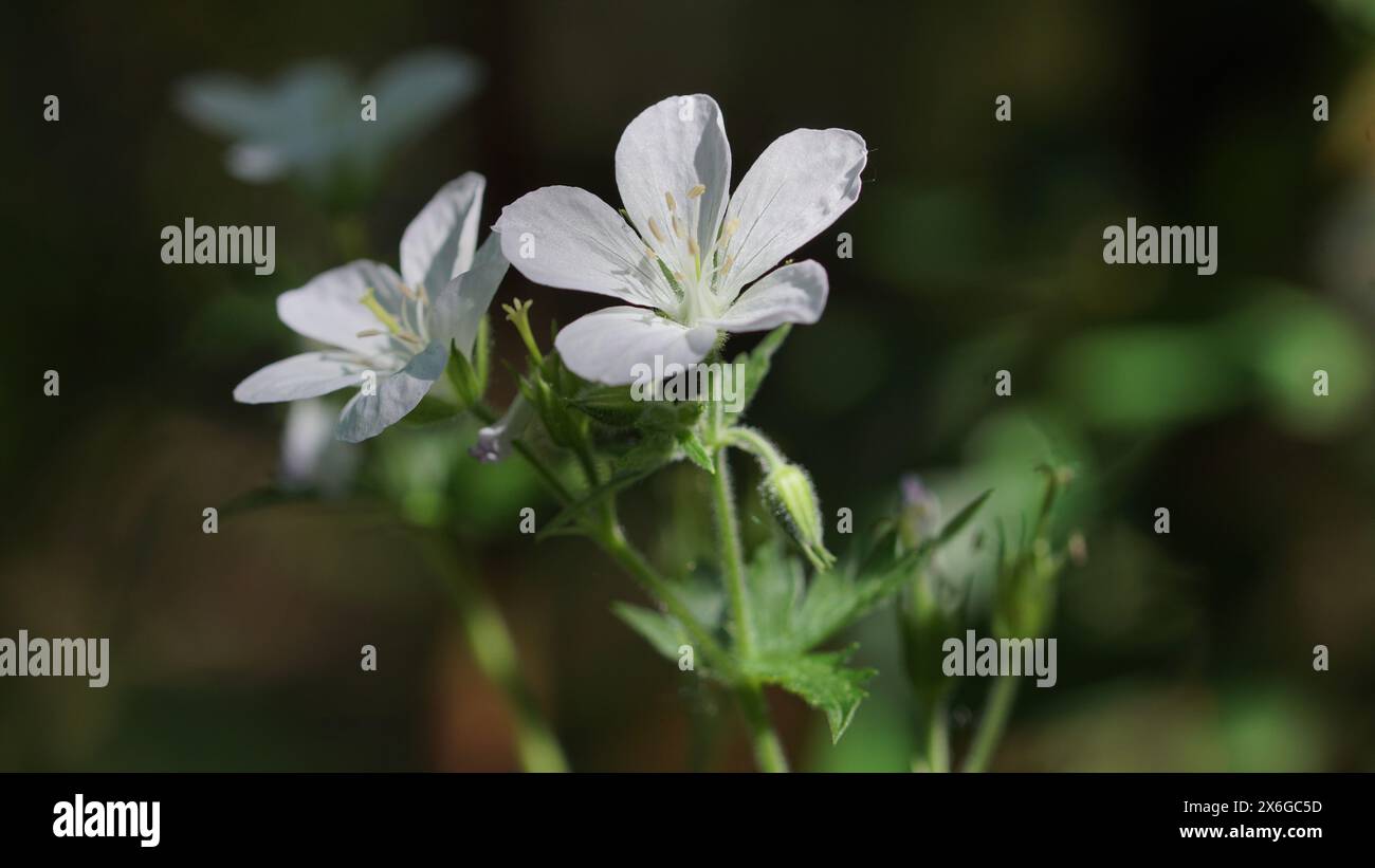 Les fleurs blanches d'un bec de crane en bois sur un fond sombre Banque D'Images