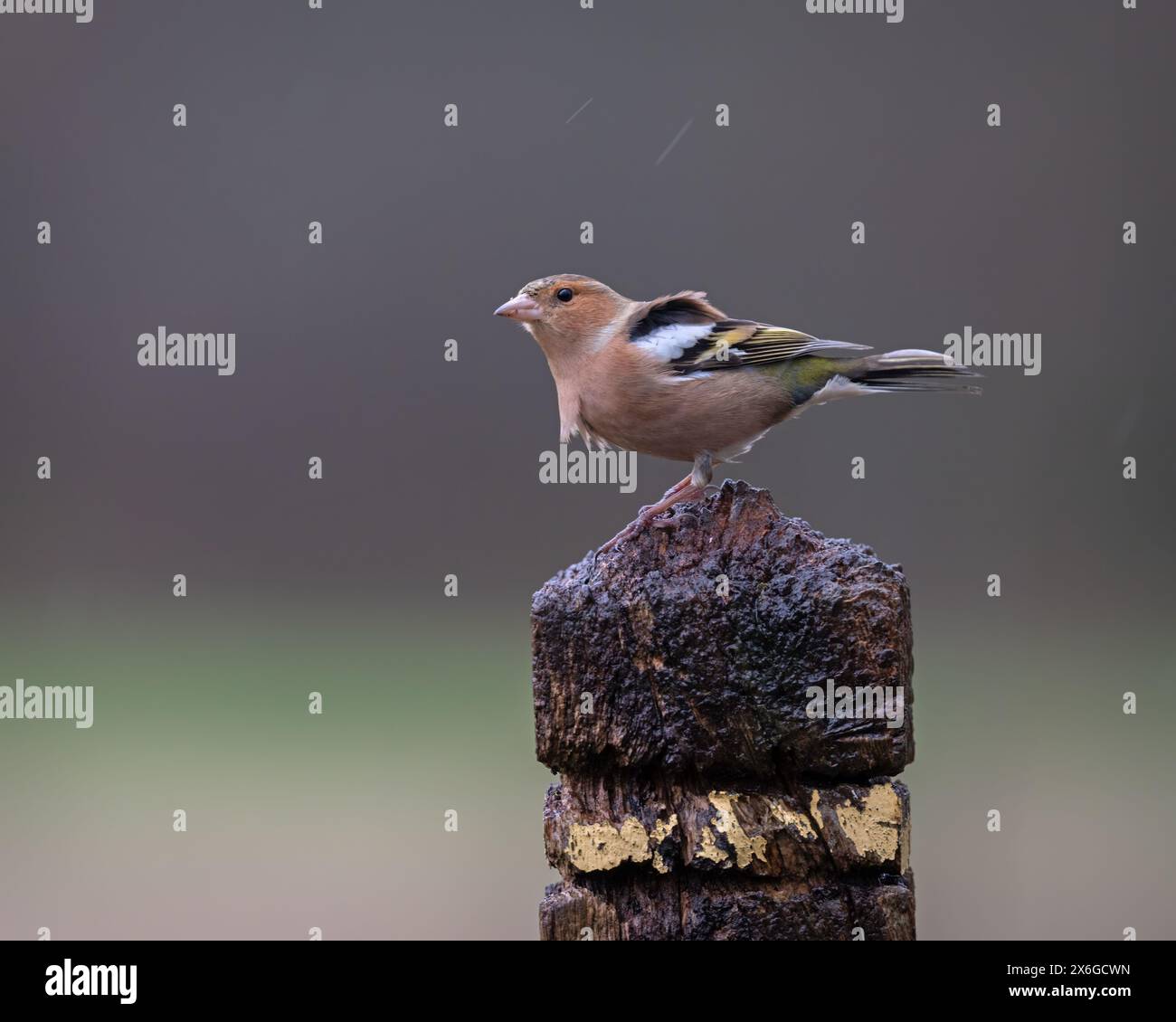 Un chapelet perché sur un panneau en bois chez Dean Masons « Windows on Wildlife » près de Ferndown, Dorset, Angleterre, Royaume-Uni Banque D'Images