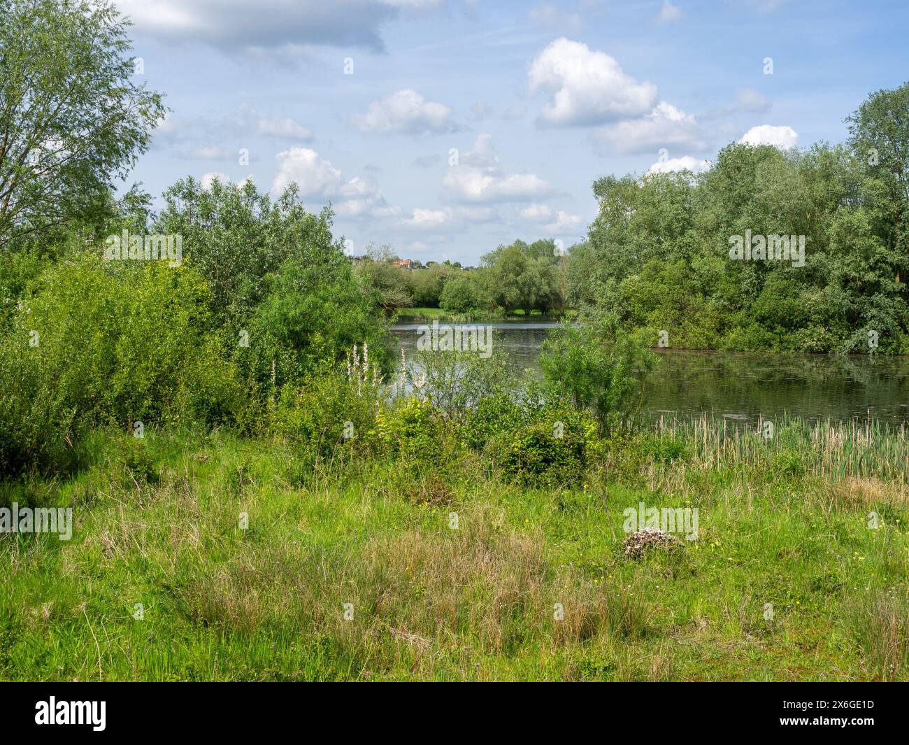 Une vue sur l'été Leys, une série d'anciennes carrières de gravier, maintenant une réserve naturelle appartenant à la fiducie de la faune locale ; Northamptonshire, Angleterre Banque D'Images