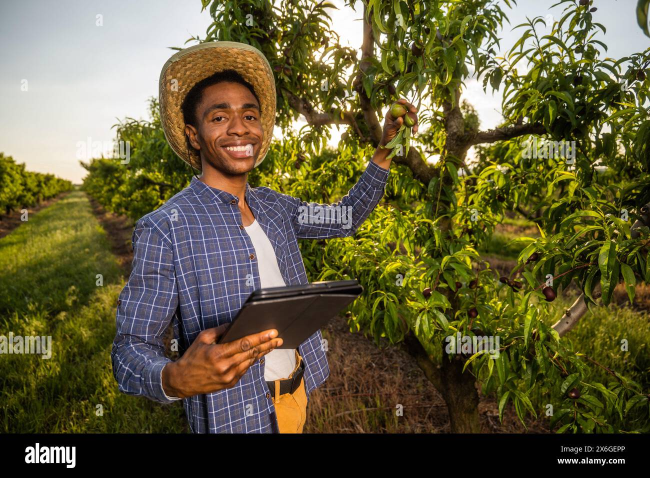 Portrait d'agriculteur afro-américain dans son verger. Il cultive des prunes. Banque D'Images