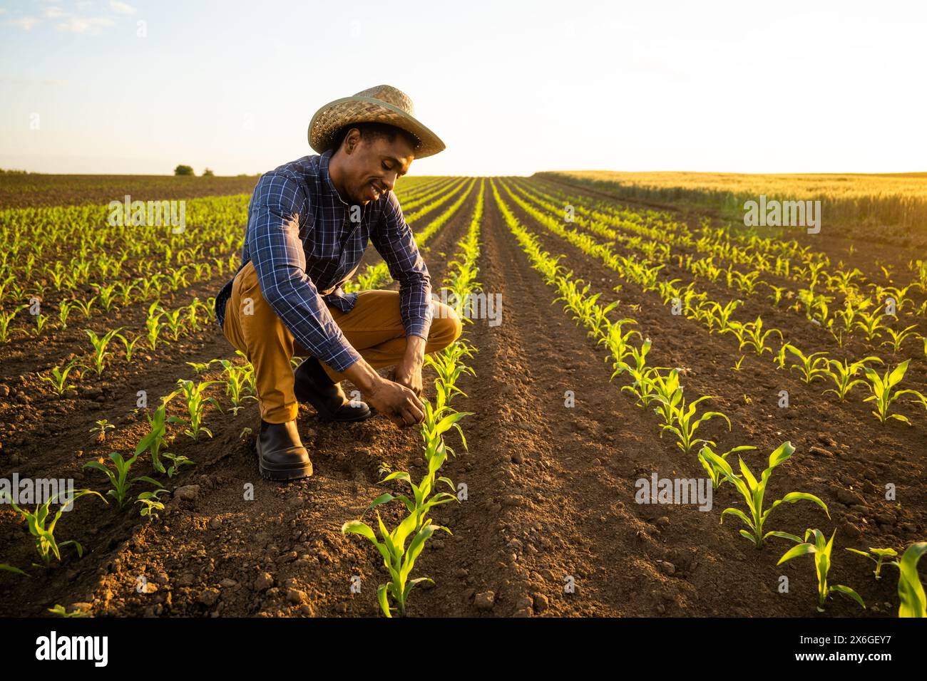 Un agriculteur africain examine le champ de maïs. Il est satisfait du progrès des plantes. Banque D'Images