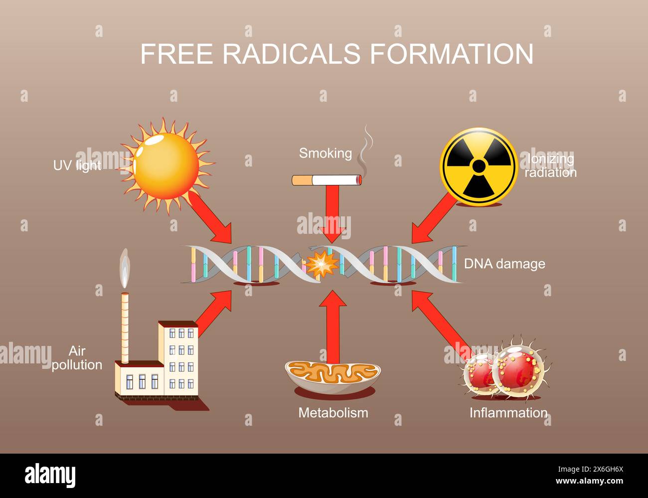 Dommages à l'ADN. Formation de radicaux libres. Stress oxydatif. L'ADN peut être endommagé par la lumière UV, les rayonnements ionisants, la pollution de l'air, l'inflammation et le tabagisme. A Illustration de Vecteur