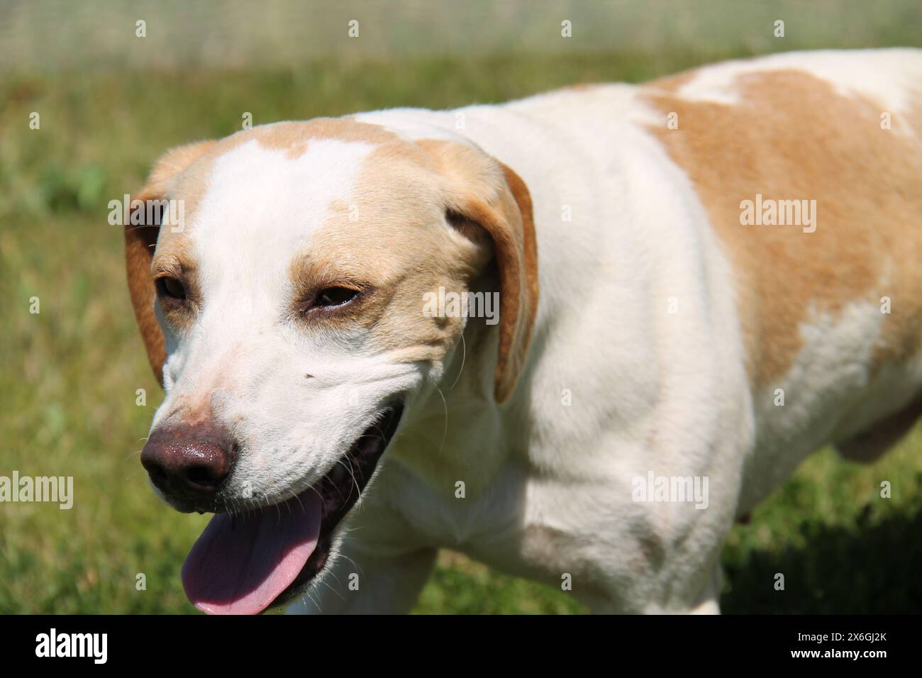 La tête d'un chien courant de chasse actif. Banque D'Images
