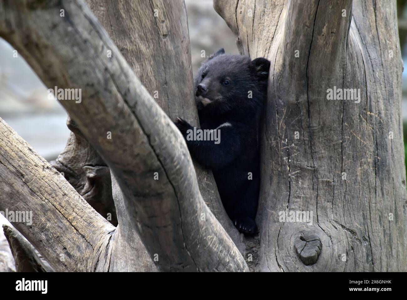 VINNYTSIA, UKRAINE - 14 MAI 2024 - Un ourson de l'Himalaya, né il y a presque cinq mois, est vu dans un enclos ouvert au zoo de Podilskyi, Vinnytsia, dans le centre-ouest de l'Ukraine. Banque D'Images