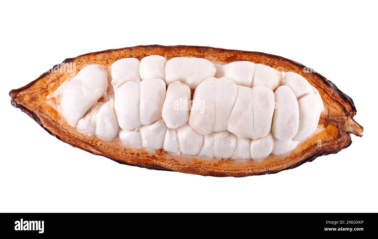 Fruits de cacao frais isolés sur fond blanc. Gousses de cacao rouge foncé. Masque Banque D'Images