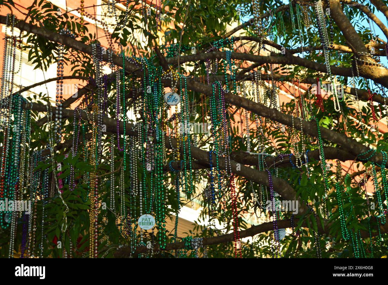 Les fêtards et les fêtards jettent leurs perles de mari gras sur les branches d'un arbre à Jackson Square, juste à l'extérieur du quartier français à la Nouvelle-Orléans Banque D'Images