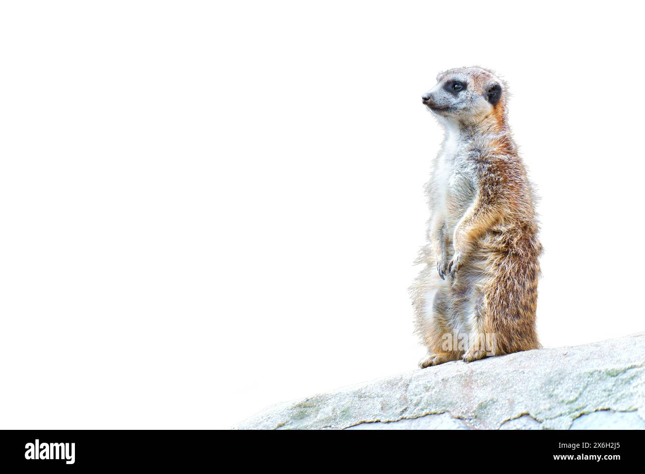Vue rapprochée d'une suricate alerte debout sur un rocher, intensément concentrée et tournée vers l'avant. Banque D'Images
