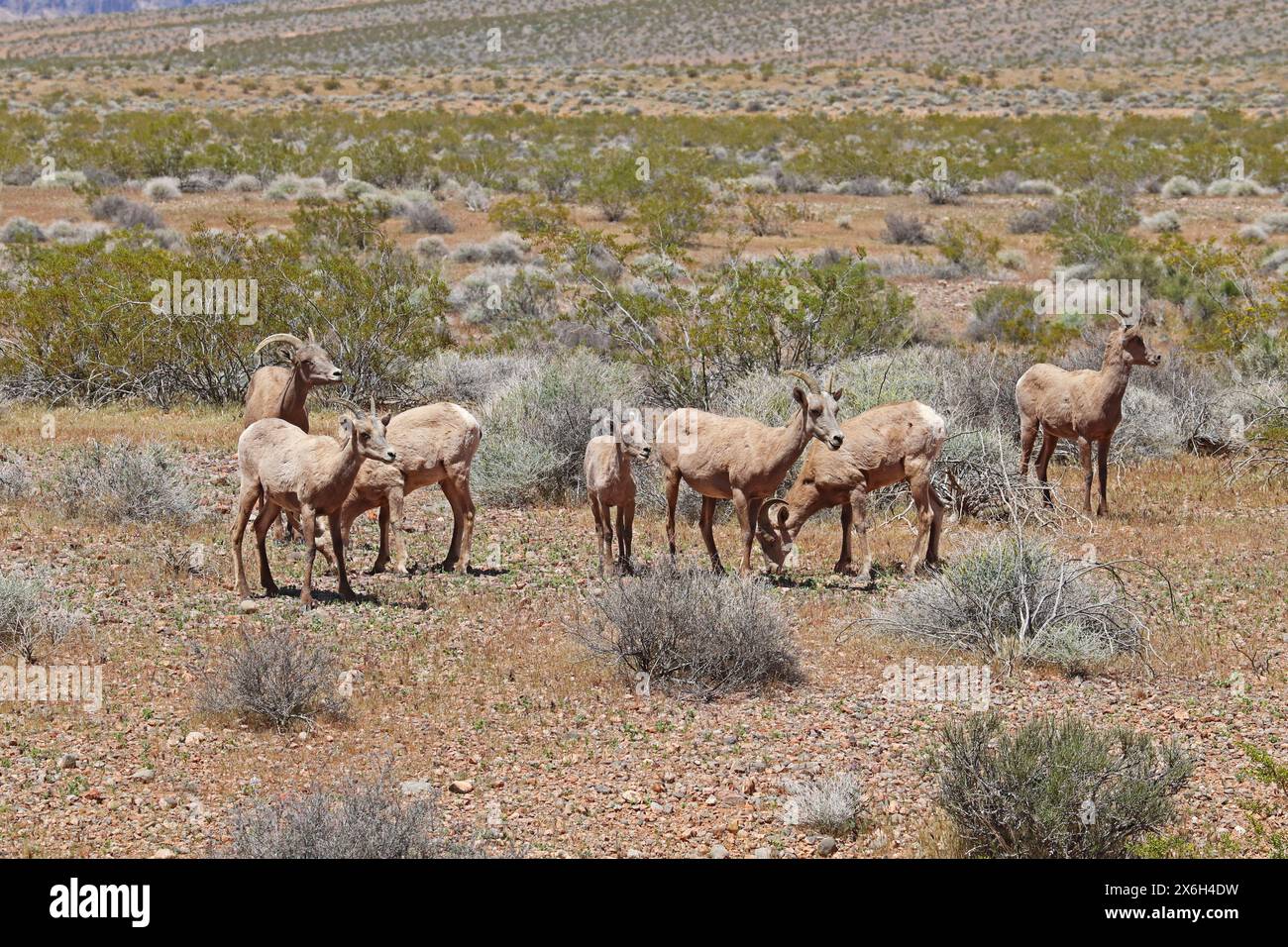 Brebis de mouflon du désert (Ovis canadensis nelsoni) qui paissent sur des arbustes au parc d'État de la vallée de feu près d'Overton, Nevada Banque D'Images