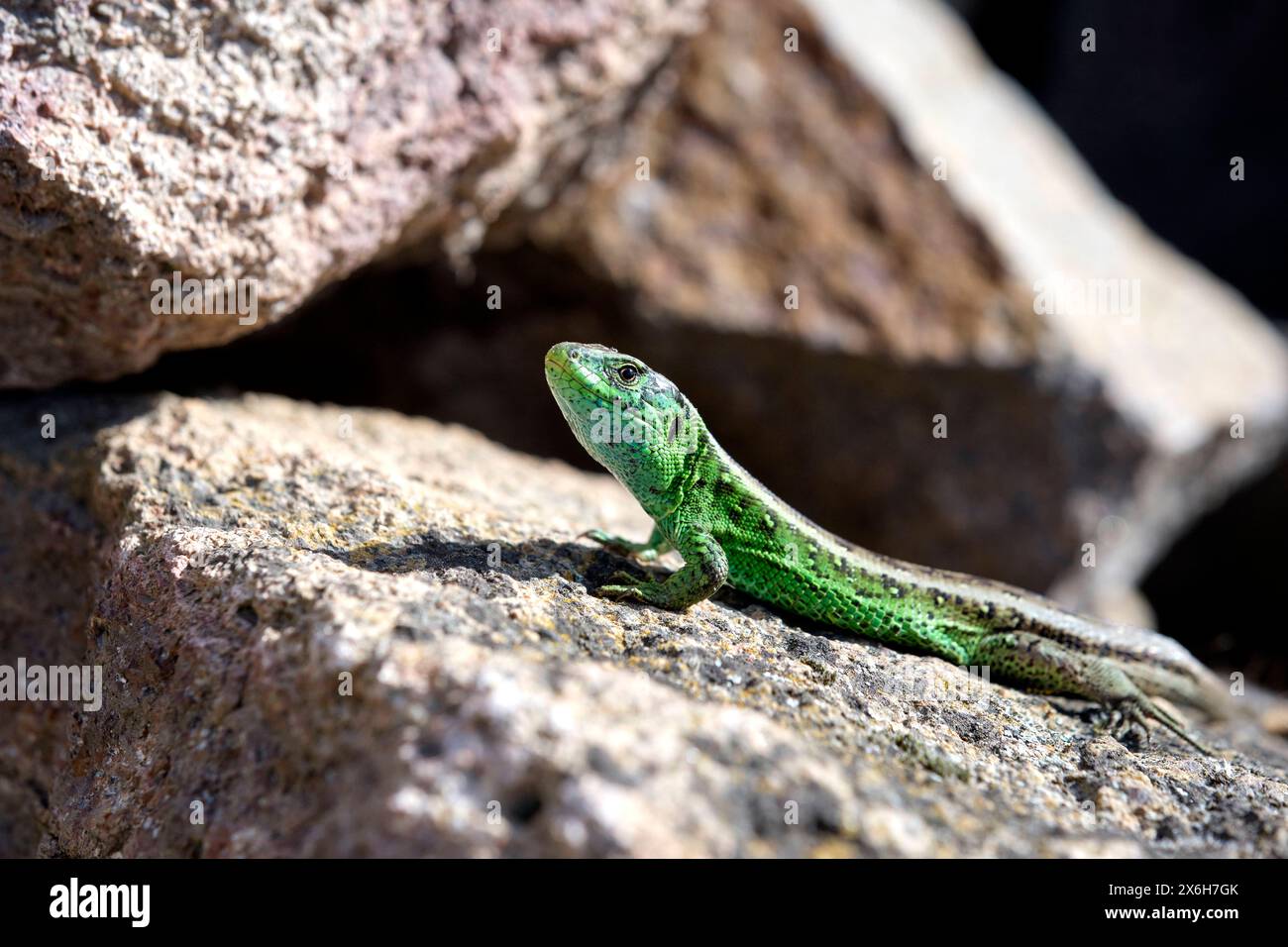 Zauneidechse Lacerta agilis . Zauneidechse Lacerta agilis . 20240514MIC0054 *** lézard de sable Lacerta agilis lézard de sable Lacerta agilis 20240514MIC0054 Banque D'Images