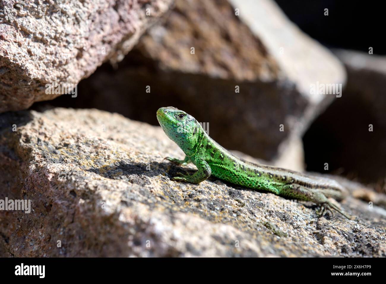 Zauneidechse Lacerta agilis . Zauneidechse Lacerta agilis . 20240514MIC0055 *** lézard de sable Lacerta agilis lézard de sable Lacerta agilis 20240514MIC0055 Banque D'Images