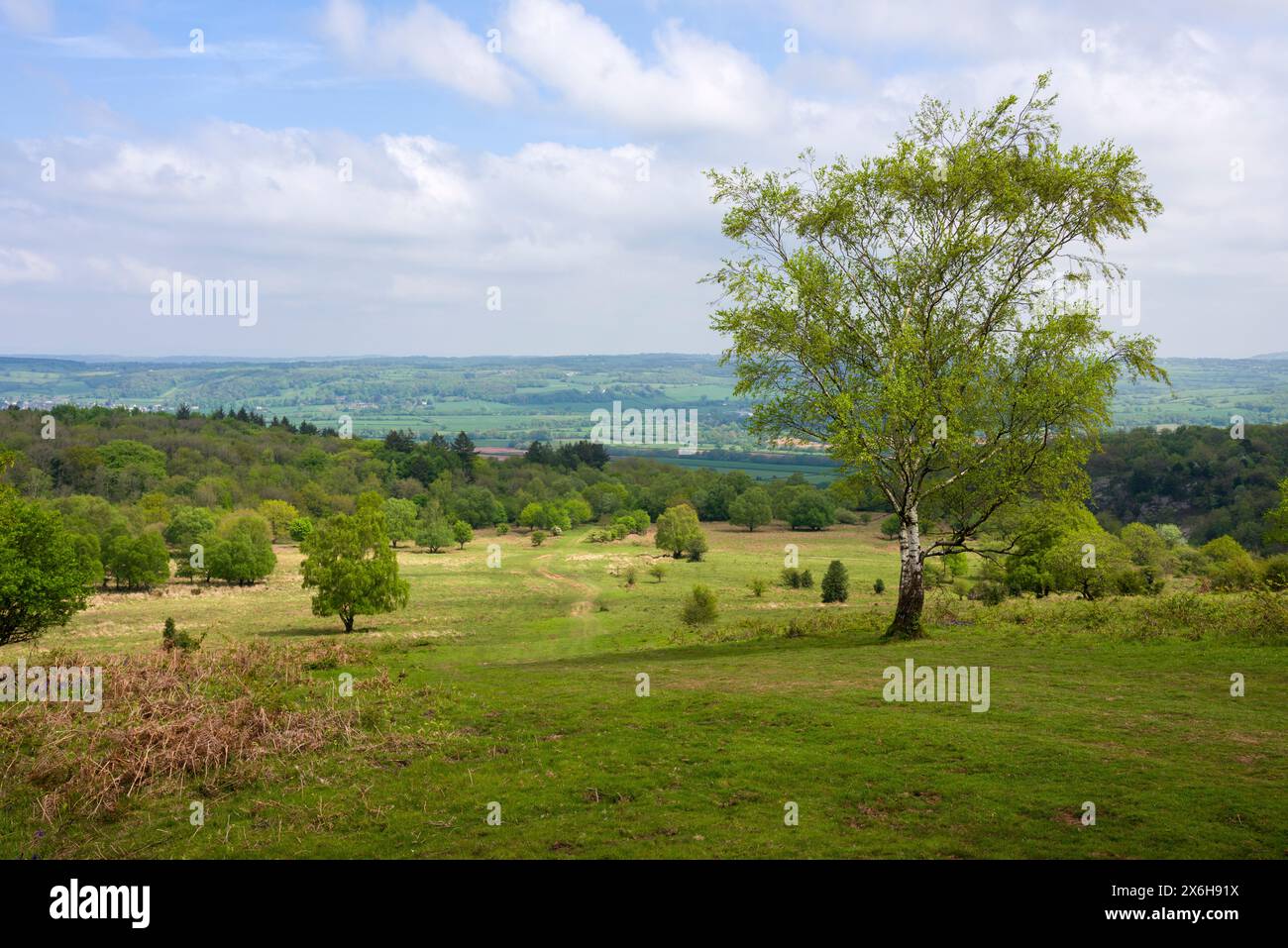 Down noir dans le paysage national de Mendip Hills, Somerset, Angleterre. Banque D'Images