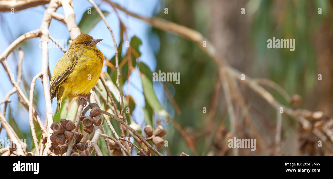 Safari, oiseau et arbre dans la nature estivale avec Cape Weaver dans la forêt, l'habitat et l'environnement. Naturel, biodiversité et animal indigène sur la branche avec Banque D'Images